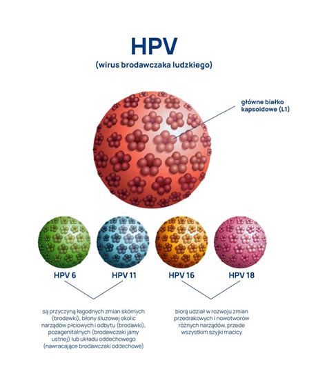 Infografika zobrazující různé typy HPV a jejich spojitost s rakovinou děložního čípku a dalšími typy nádorů.