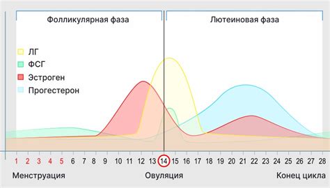 Infografika: Jak se mění ovulace s délkou cyklu
