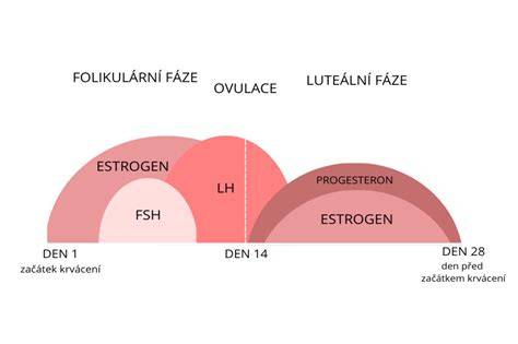 Infografika: Životní cyklus vaječníků a ovulace během měsíčního cyklu