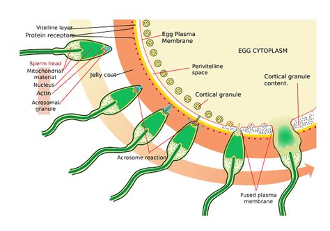 ilustrace znázorňující cestu spermií z prstů do pochvy s vyznačením nízkého rizika