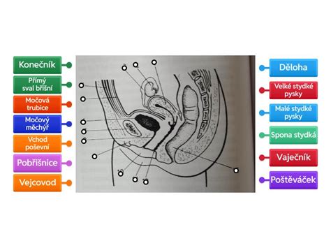ultrazvukové zobrazení ženské pánve