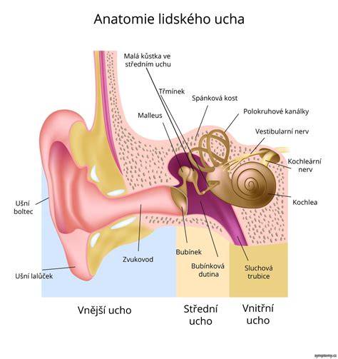 Infografika_anatomie_ucha_a_záněty
