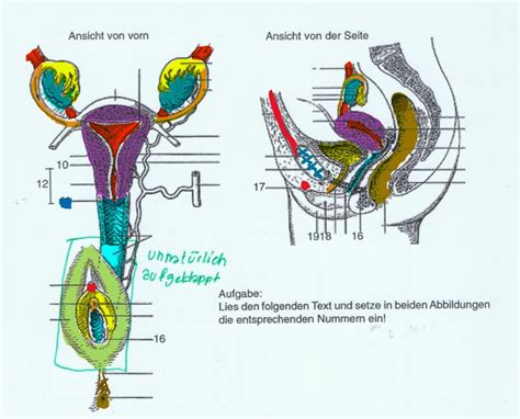 Anatomie ženské pánve s vyznačením děložního čípku