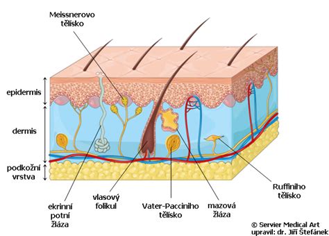 Mapa lidské kůže s vyznačenými nervovými zakončeními a strukturou kůže.