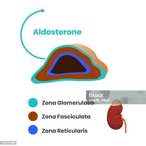 Ilustrace ukazující rozdíl mezi alergickou a iritační kontaktní dermatitidou.
