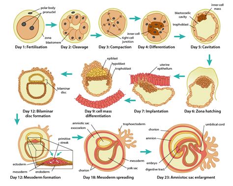 infografika znázorňující vývoj embrya od oplození po blastocystu