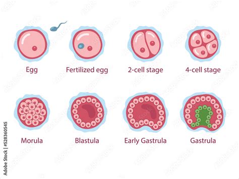 schéma znázorňující stádia vývoje embrya: zygota, dvoubuněčné embryo, morula, blastocysta