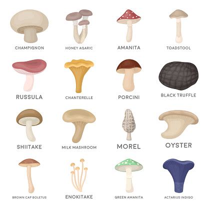 Ilustrace různých druhů bezpečných hub (žampion, hlíva, shiitake) a upozornění na sběr hub v čistém prostředí.