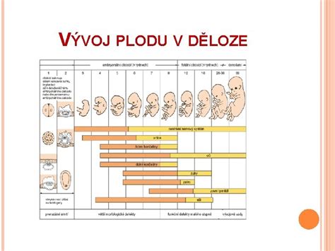 schéma vývoje plic plodu v děloze a mechanismus prvního nádechu