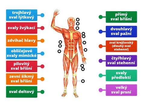 infografika znázorňující svaly středu těla a jejich funkci