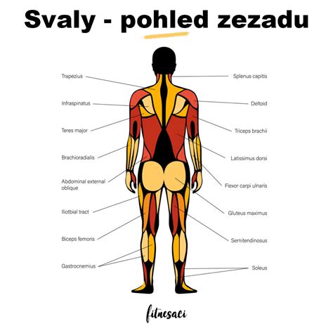 schéma svalů trupu a jejich propojení