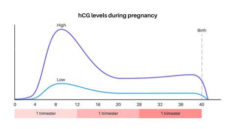 intelektuální schéma regulace hCG během těhotenství