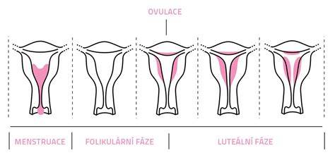 Infografika: Průřez menstruačním cyklem - folikulární, ovulace, luteální fáze