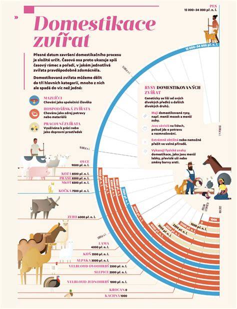 Infografika: Fáze porodu koně a časová osa