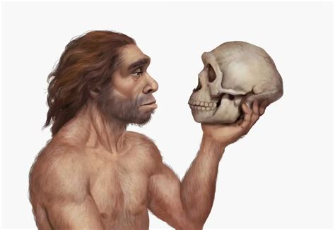 Infografika srovnávající genetickou pestrost Homo sapiens a neandrtálců