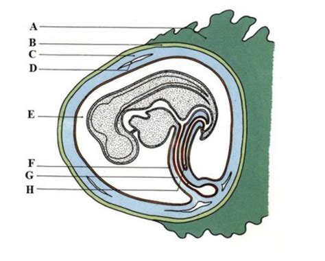 Infografika: Vývoj extraembryonálního mesodermu a choriové dutiny