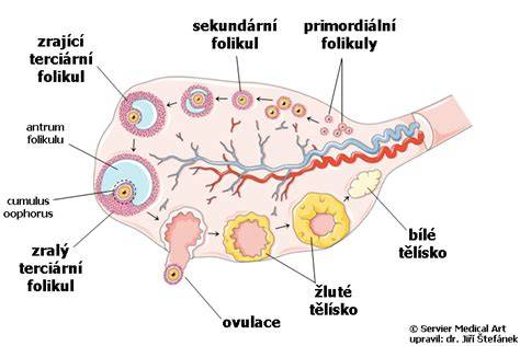 Infografika znázorňující ovulační cyklus, uvolnění vajíčka a možné bolesti