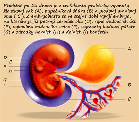 Ilustrace zobrazující embryonální vývoj od prvních dnů po početí.