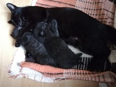 koťata s matkou v porodní bedně