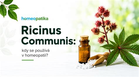 Infografika: Jak podporuje laktaci Ricinus communis a další homeopatika