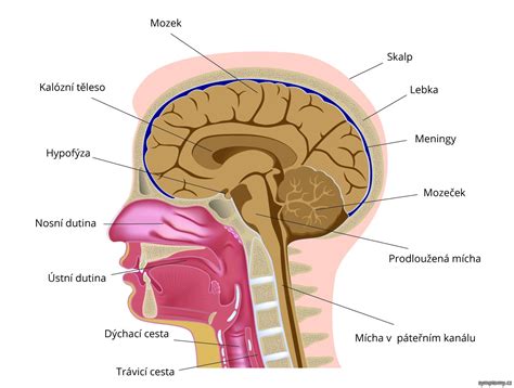 Obrázek anatomie správné polohy hlavy a krku při využití pohankového polštáře