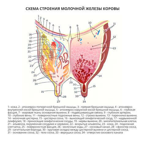 Schéma znázorňující strukturu mléčné žlázy a proces tvorby mléka