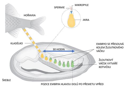 schéma vývoje oka embrya