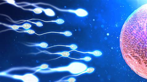 Schéma znázorňující oplodněné vajíčko a jeho cestu do dělohy