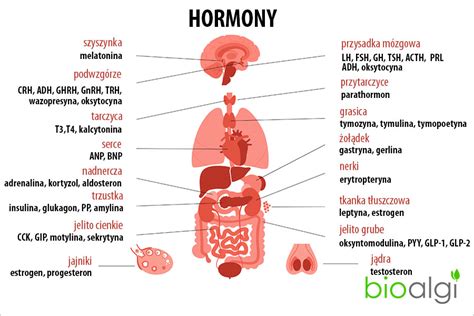 Infografika: Hormony a jejich role v jednotlivých fázích cyklu