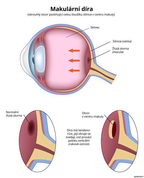 Infografika: Struktura oka psa a běžné oční problémy