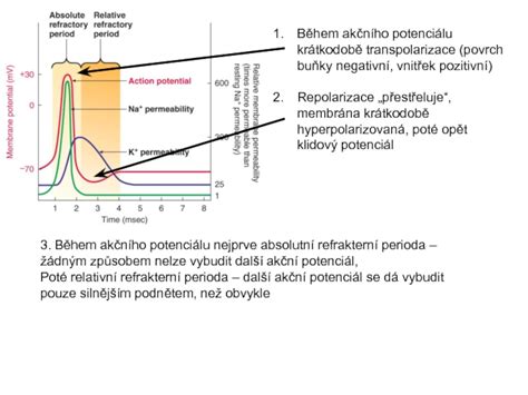 Schéma idealizovaného akčního potenciálu s vyznačenými fázemi depolarizace a repolarizace.