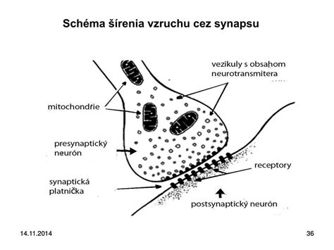 Ilustrace šíření nervového vzruchu po nervovém vlákně.