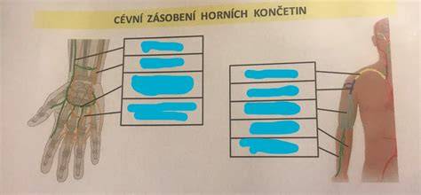 Infografika: Schéma anatomie palce a horních končetin