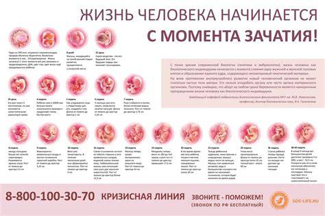 Infografika: Fyziologické změny během těhotenství po jednotlivých orgánových systémech