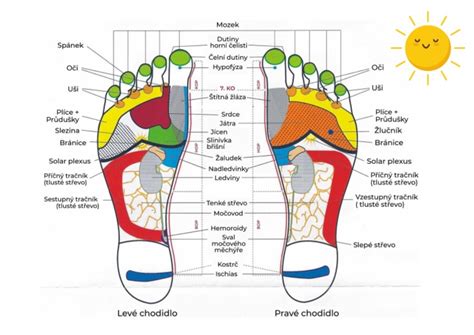Infografika: anatomie chodidel a klenba