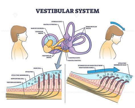 Infografika: Vestibulární systém a jeho propojení se zrakem a propriocepcí