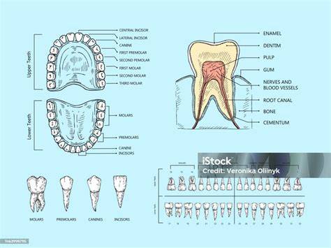 Infografika: Schéma anatomie porodního kanálu a principu použití kleští a vakuové extrakce