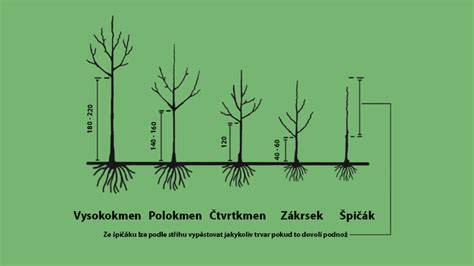 Diagram: Rozteče a výškové doporučení pro výběr stromku