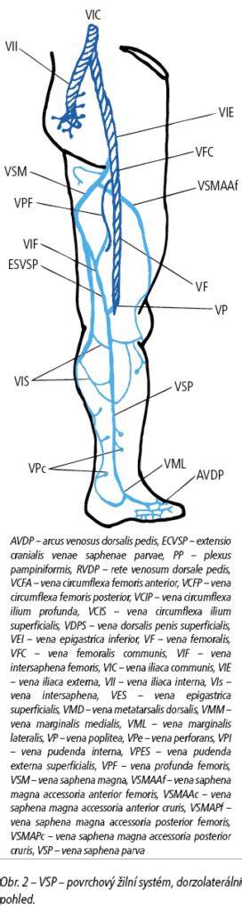 Obrázek: anatomie žilního systému dolních končetin a vliv komprese