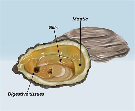 Diagram skládání Oyster 3 do kompaktního stavu