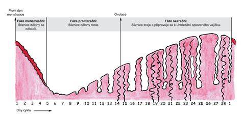 Infografika: Fáze menstruačního cyklu a plodné dny