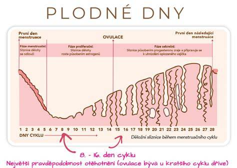 Infografika LH a plodné dny