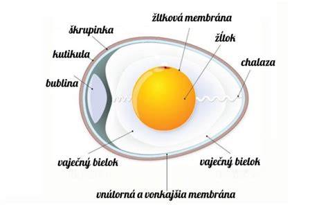 Infografika: anatomie fusaku do vajíčka a vrstvy materiálů