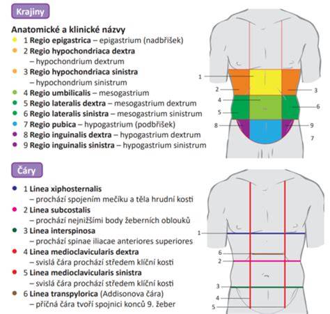 Infografika: anatomie břicha a čtyři kvadranty