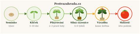 Infografika: Fáze vývoje řeči od narození po 3 roky