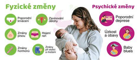 Infografika: Zavínání dělohy a změny velikosti dělohy po porodu