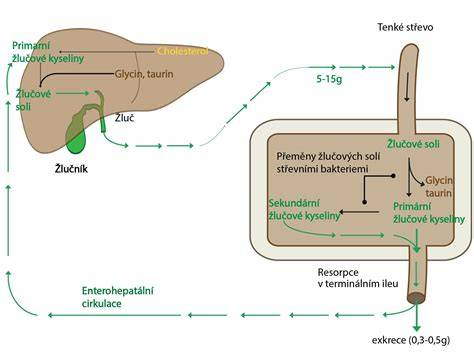 Infografika: Játra - funkce, regenerace, význam pro metabolismus a detoxikaci