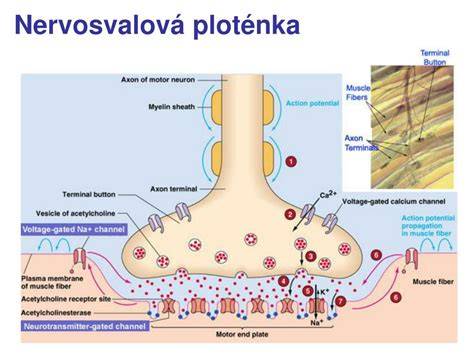 Infografika: Nervosvalová ploténka a mechanismus MG