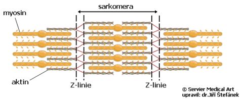 Infografika: Schéma svalových vláken, sarkomery, aktin a myosin