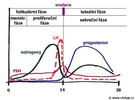 schéma hormonálních změn v těhotenství ovlivňujících zadržování vody